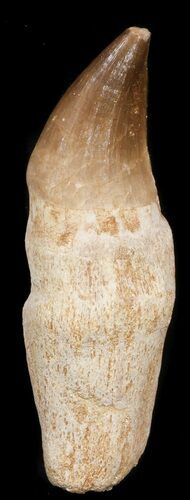 Rooted Mosasaur Tooth - Morocco #38179